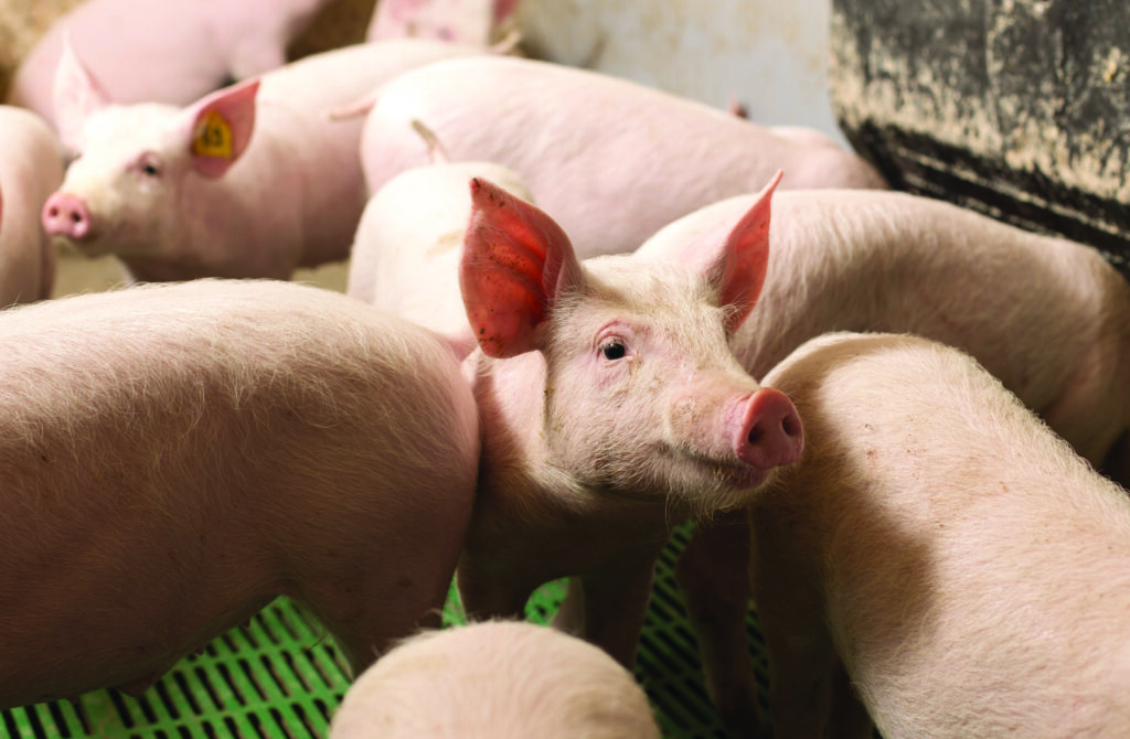 Leman Swine Conf.: Soy bioactive compounds show promise in cutting PRRS-related mortality