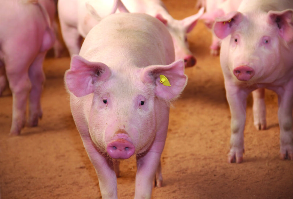 World Pork Expo: The pitfall of least-cost diets – why cheap doesn’t mean profitable
