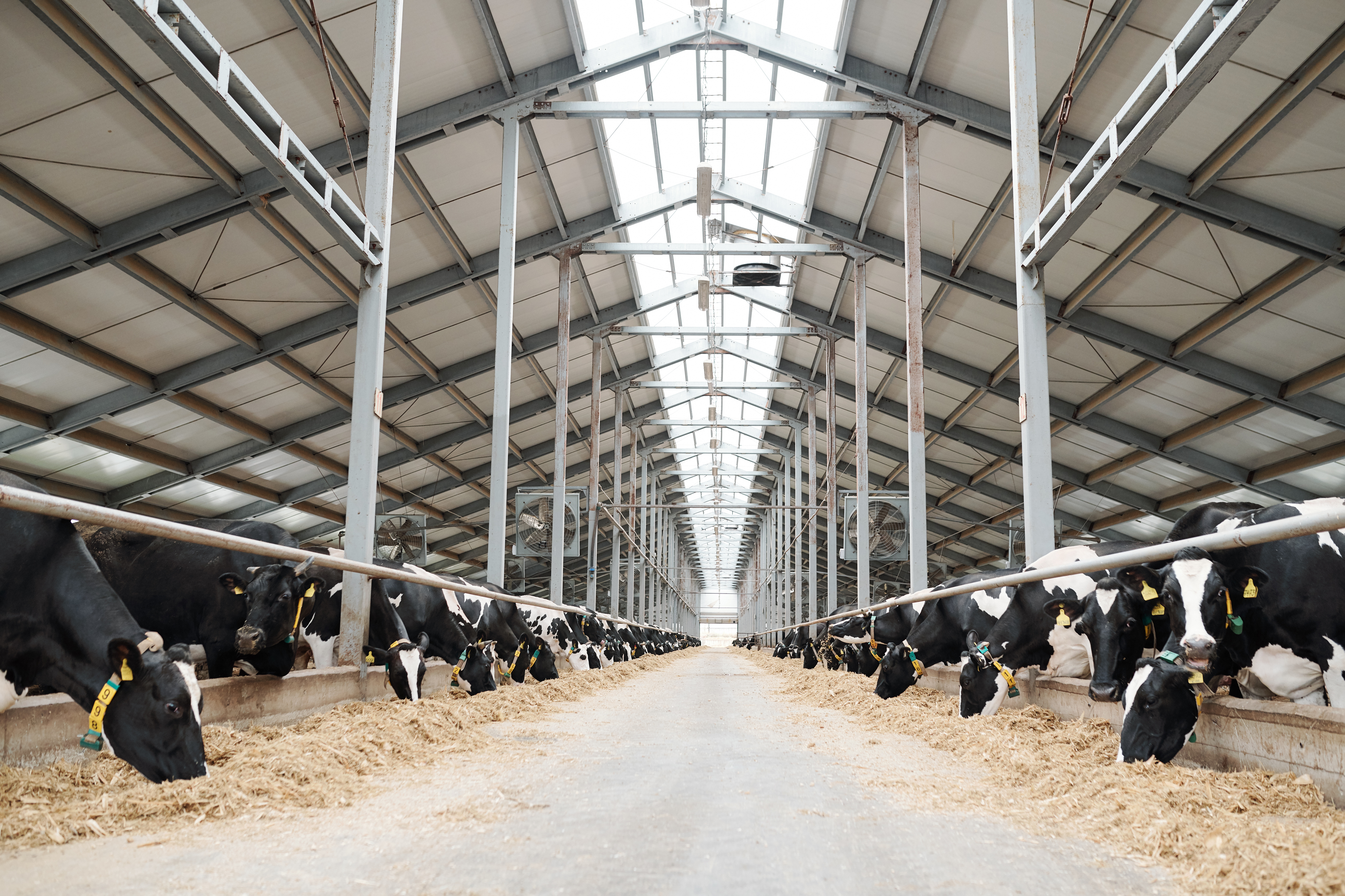 Feeding high oleic acid soybeans in place of conventional soybeans increases milk fat concentration