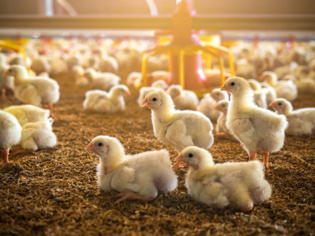 Advantages of U.S. Soybean Meal in Domestic Feed Rations – Poultry
