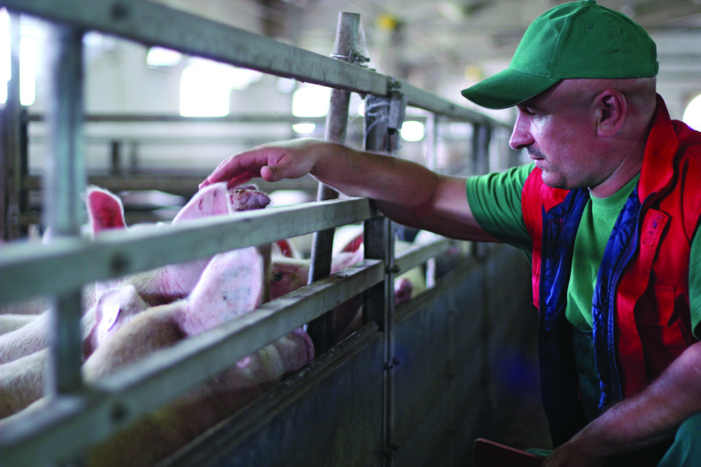 World Pork Expo: The pitfall of least-cost diets – why cheap doesn’t mean profitable