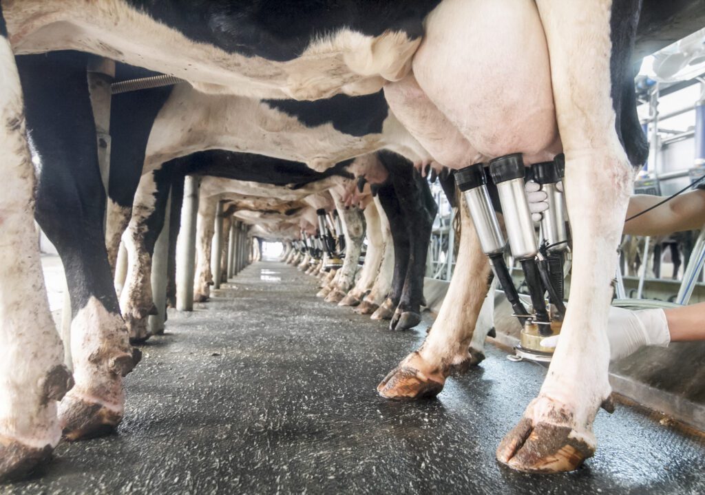 Got (More) Milk? Latest Research on Fueling Dairy Cows with High-Oleic Soybeans