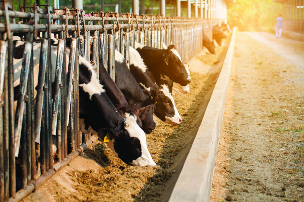 Feeding the ‘one-ton’ dairy cow