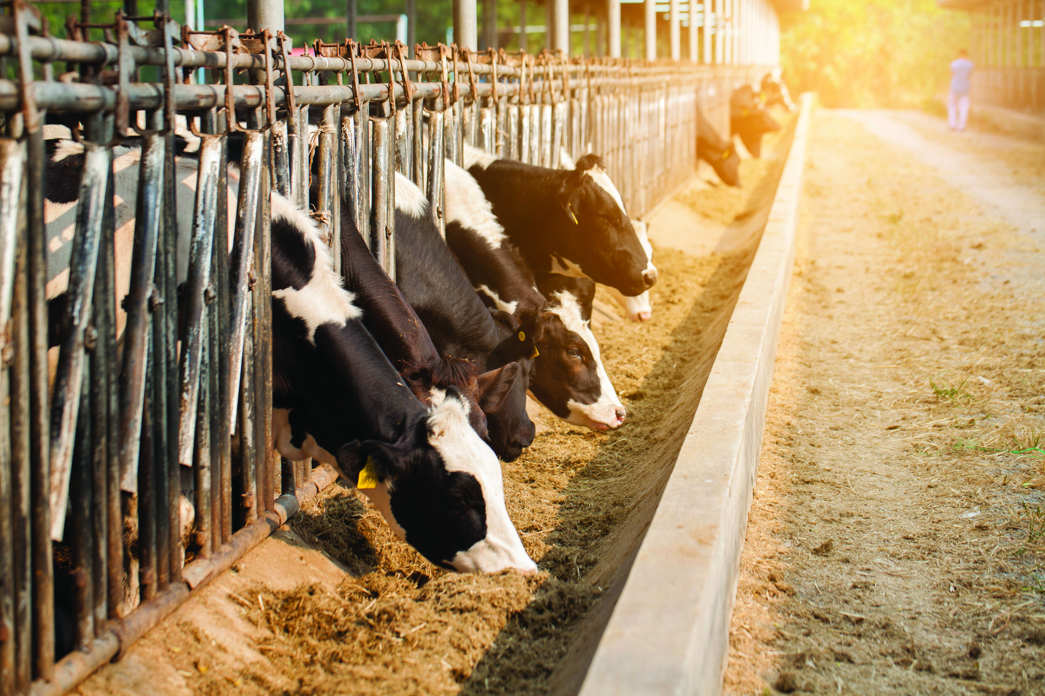 The dynamic world of feeding fat and where high oleic soybeans fit in