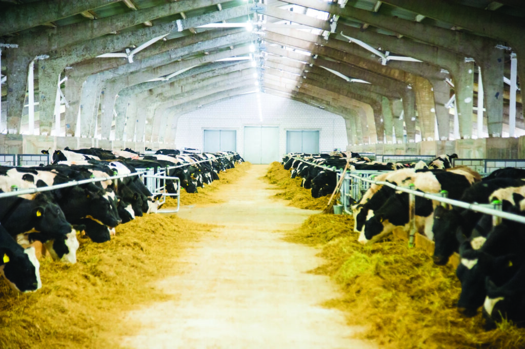 Plenish Soybeans: What’s the Big Deal!