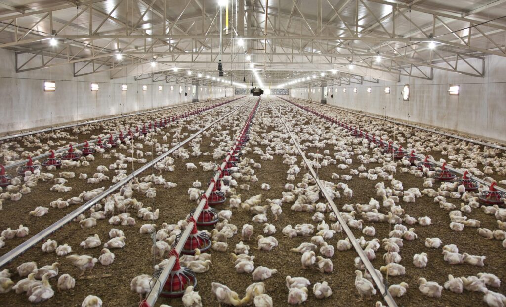 US broiler feed conversion 21 points lower by 2050