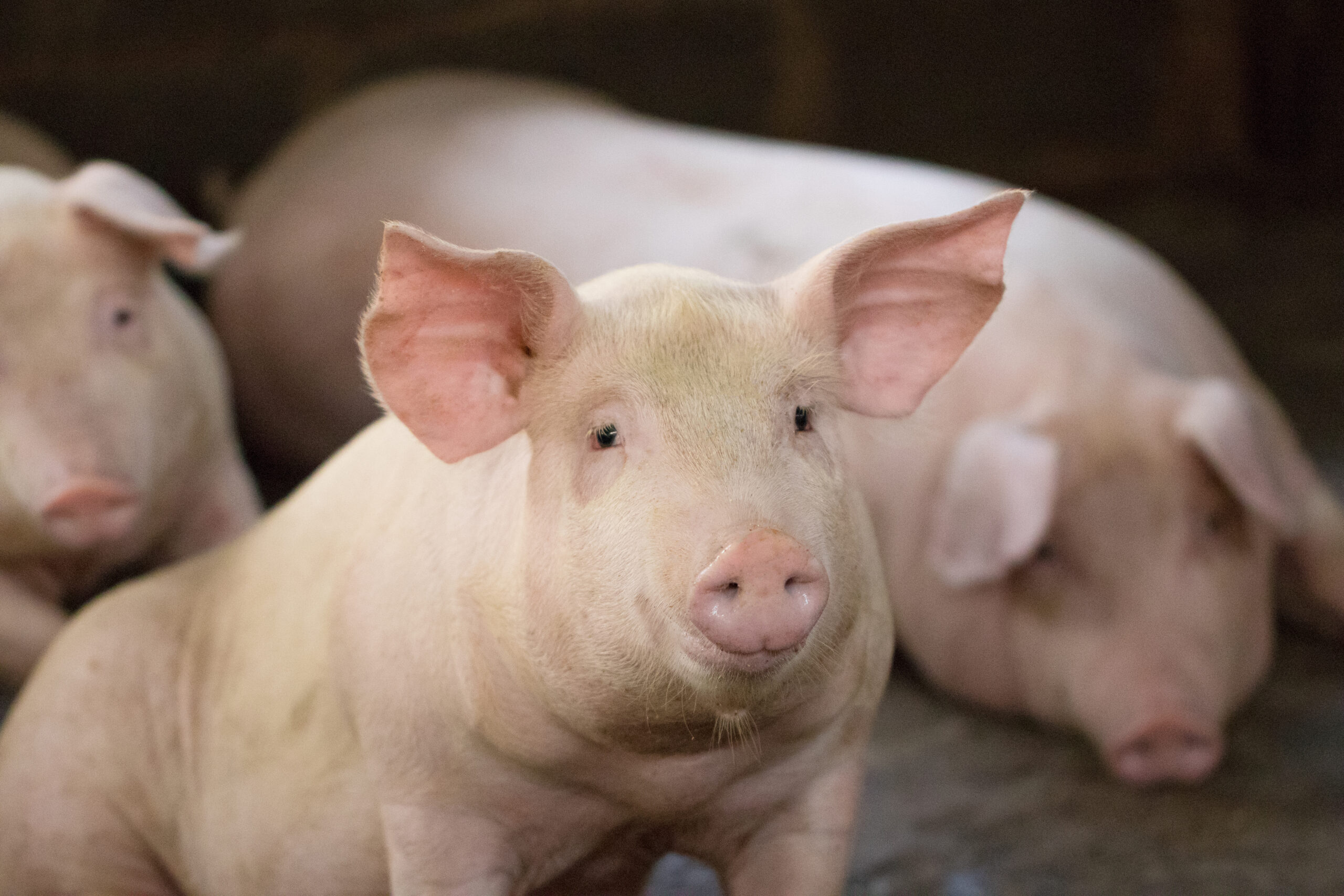 Dr. Goodband and Dr, Mendoza: Listen to the Pigs – Performance Impact of Increasing Soybean meal With and Without DDGS