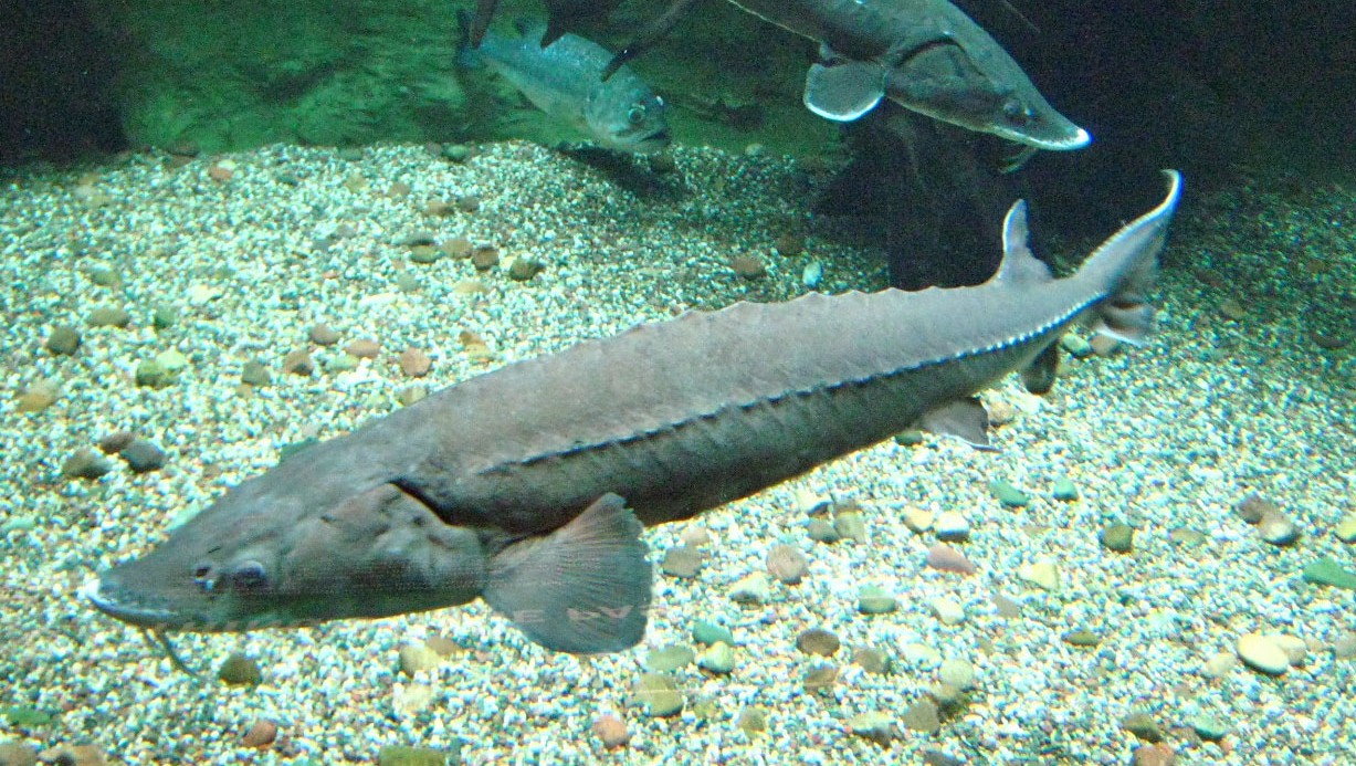 Effects of fermented soybean meal and supplemental methionine and lysine on growth, digestibility, body composition, and amino acid composition of Beluga (Huso huso)