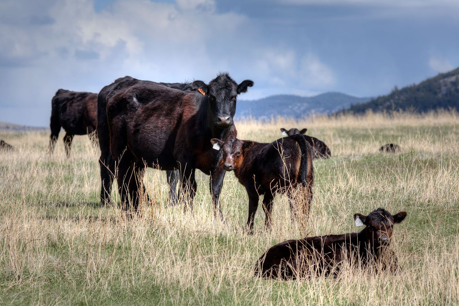 Effects of omega-3 polyunsaturated fatty acid supplementation to first-calf beef heifers during late gestation on offspring physiology and performance