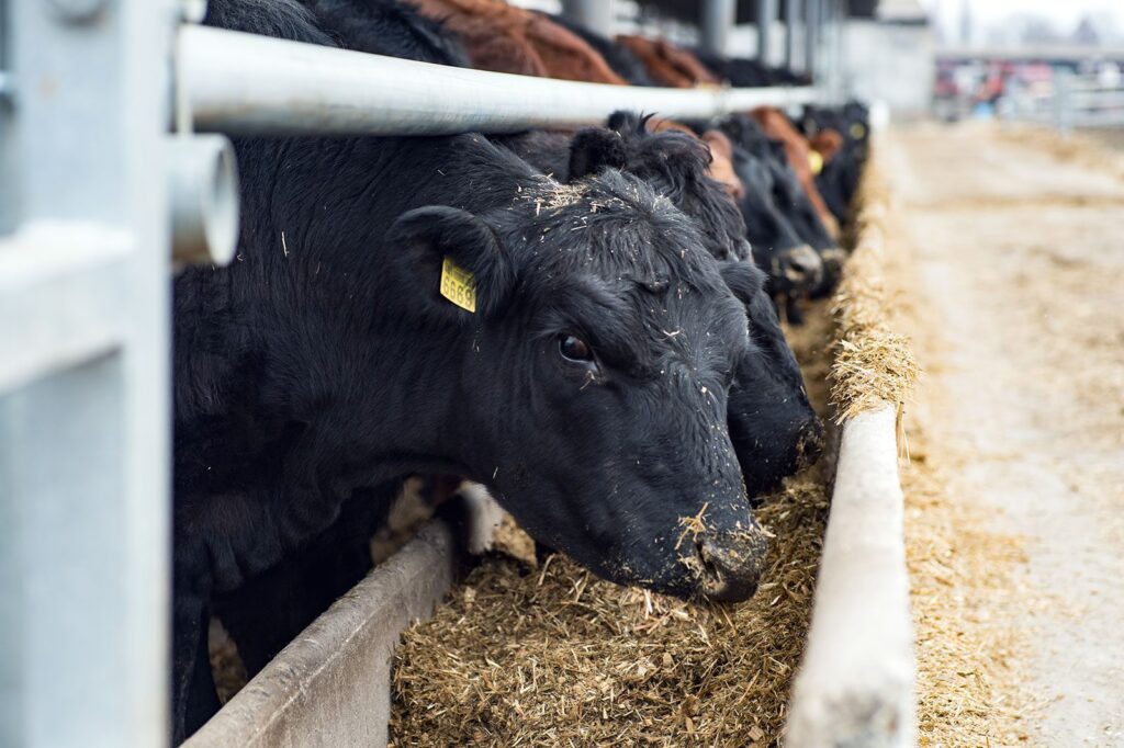 Finding Feed Alternatives for Beef Cattle in Extruded Soybeans