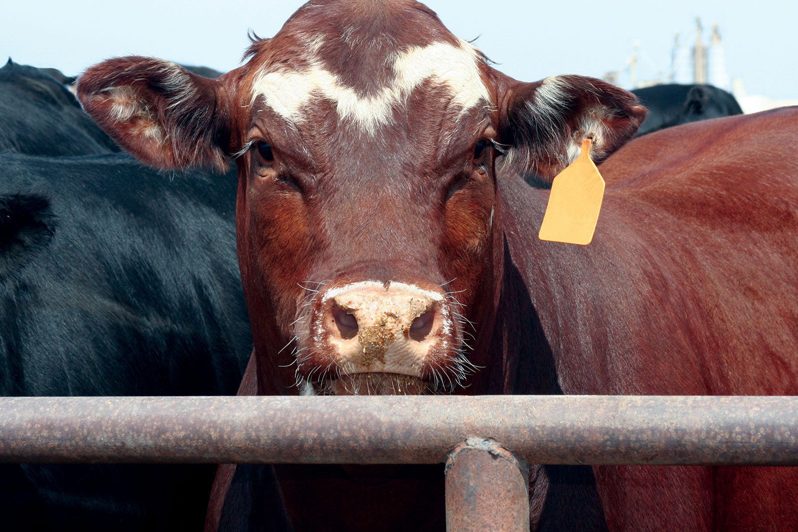 Feeding effects of whole soybeans and roasted soybeans in feedlot steers