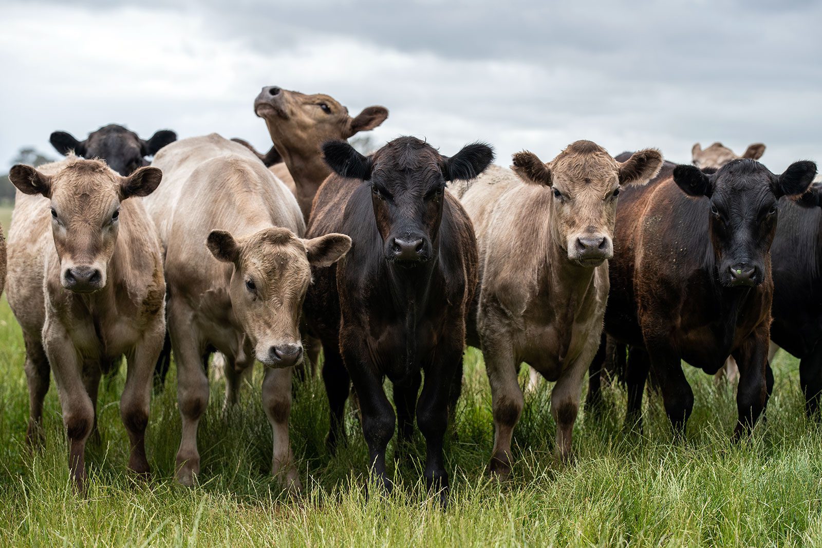 Nutrient use and methane emissions in growing beef fed different protein sources and a pasture-based diet