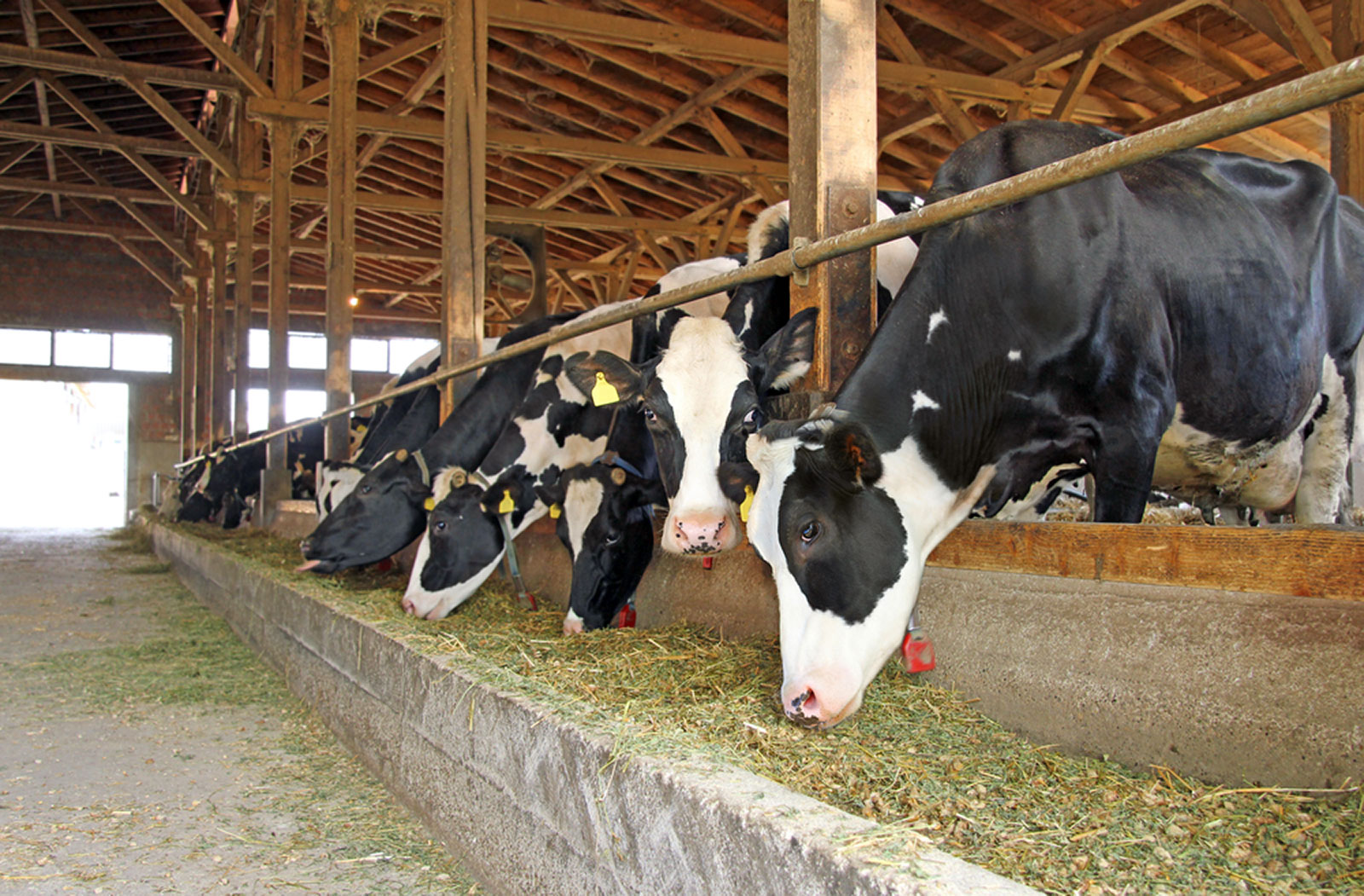 Soy Feed Ingredient Definitions As Applied to Dairy Cow Diets
