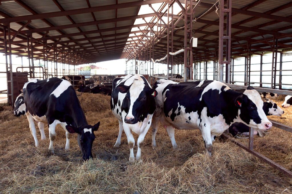 Feeding for milk fat, how to increase yields