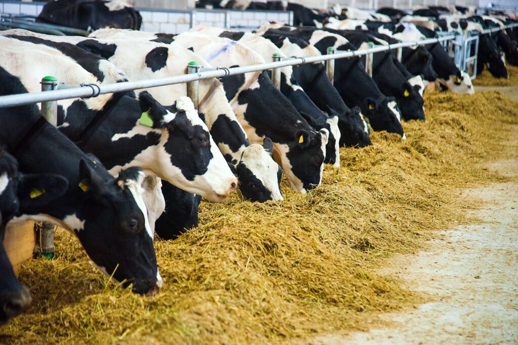 Is “Soylage” in Your Dairy’s Future?