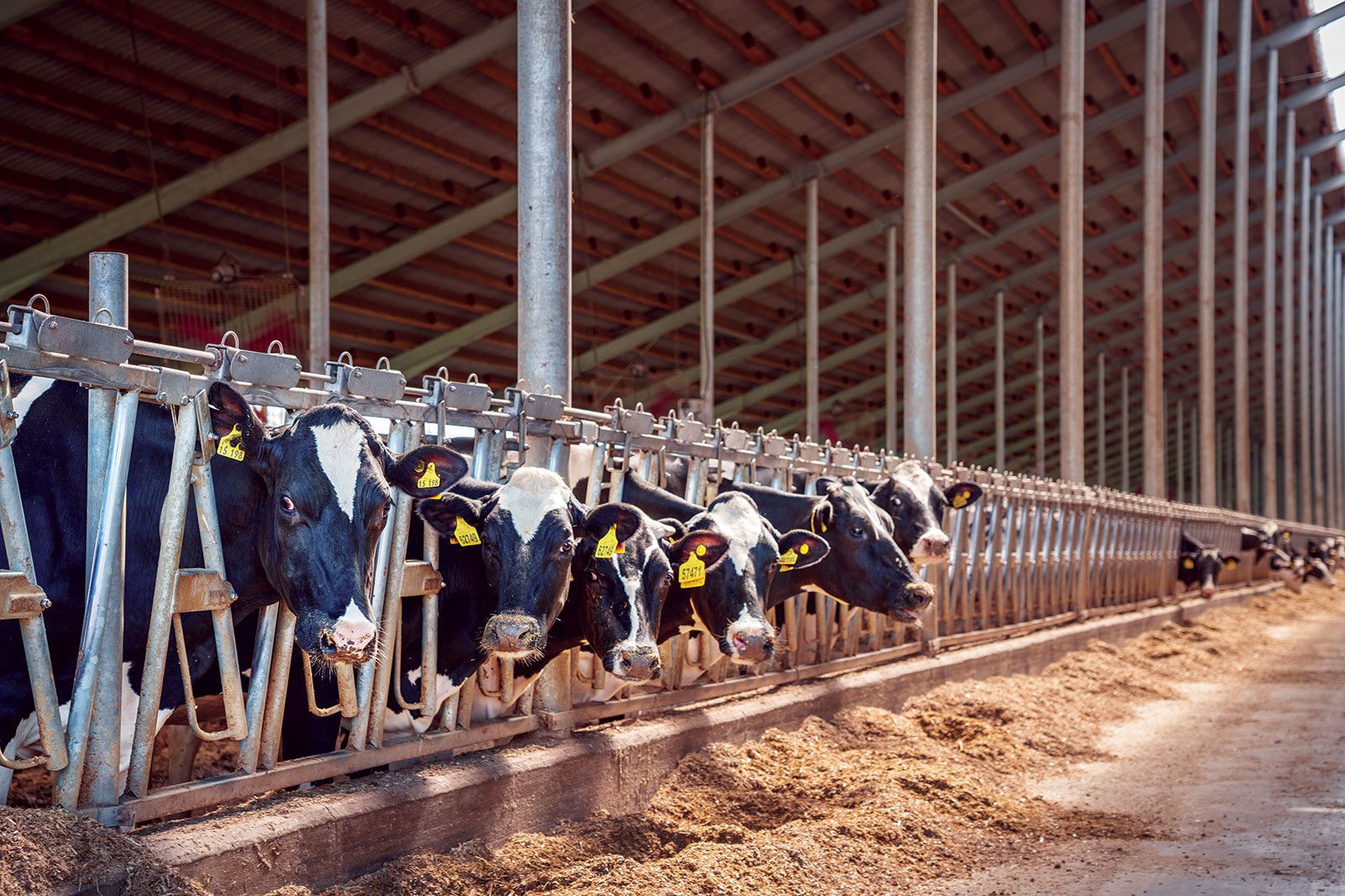 Boost milk with soybean improvements