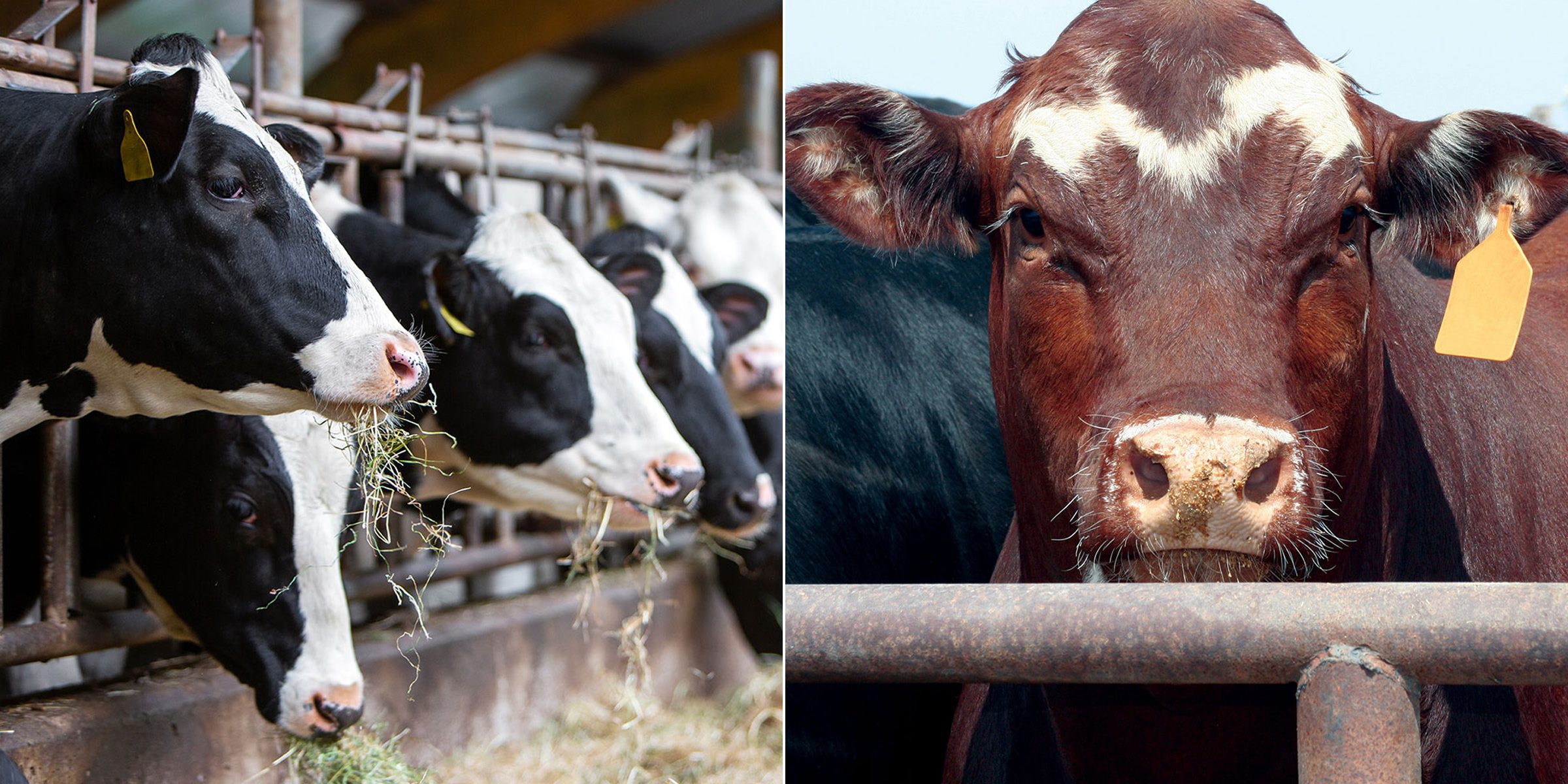 Adding Value to Soybeans through Cattle