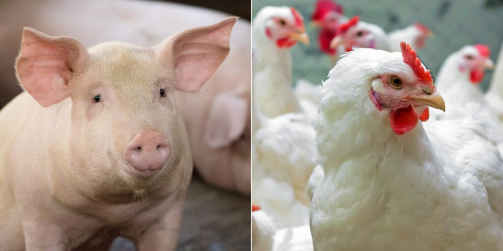 The Economic and Environmental Impact of Increasing Soybean Meal Protein and Energy in Swine and Poultry Diets