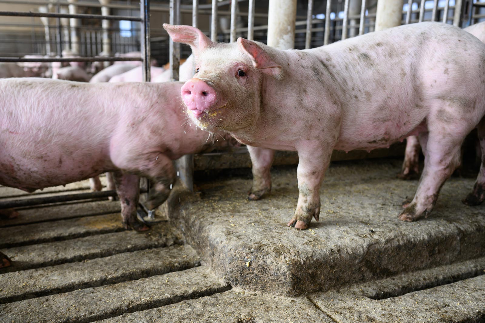 Approaches for improving nitrogen utilization efficiency and environmental sustainability of pork production systems