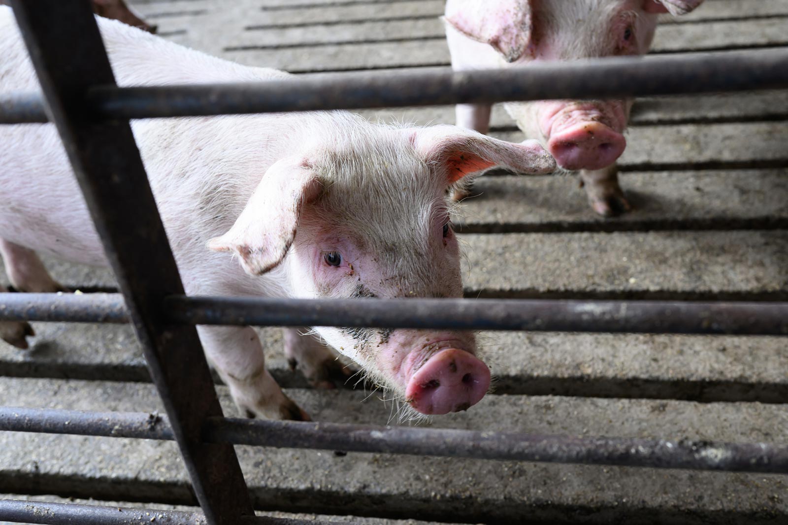 The true cost of least-cost formulation
