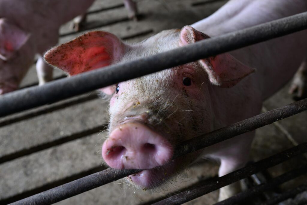 Projected corn, soybean prices signal lower swine feed costs ahead