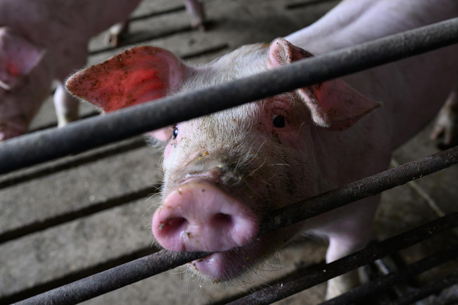 Projected corn, soybean prices signal lower swine feed costs ahead