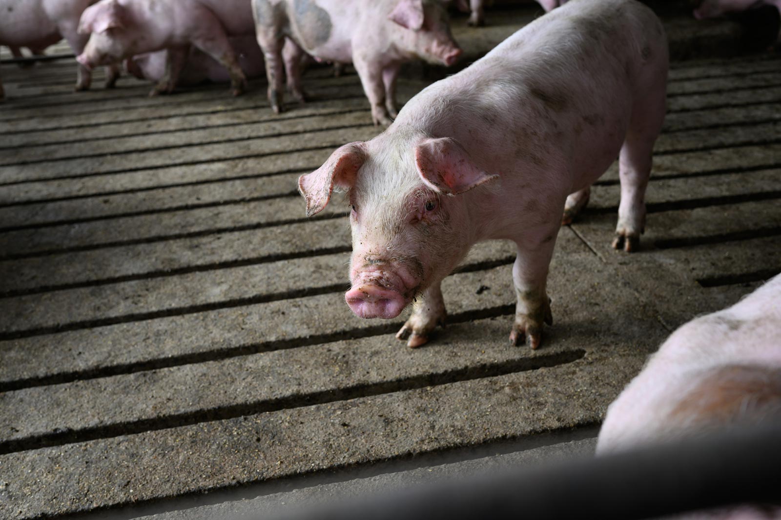 Soybean meal level modifies the impact of high immune stress on growth and feed efficiency in pigs