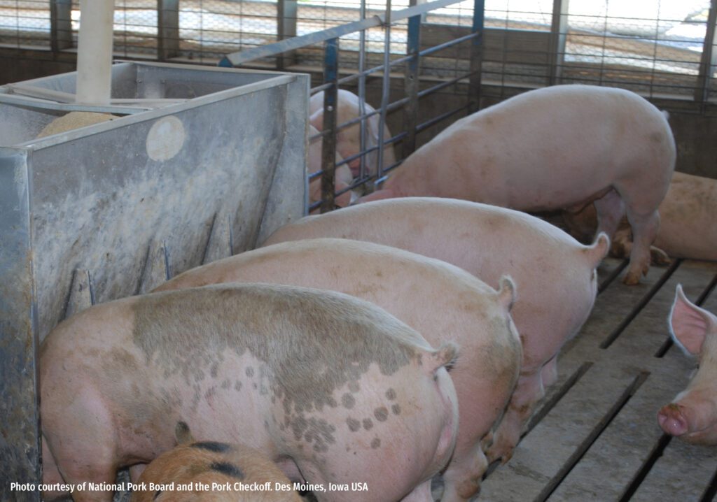 Webinar Executive Summary: Lessons on the profit-robbing practice of “auto-pilot” ideal amino acid formulation for finishing pigs