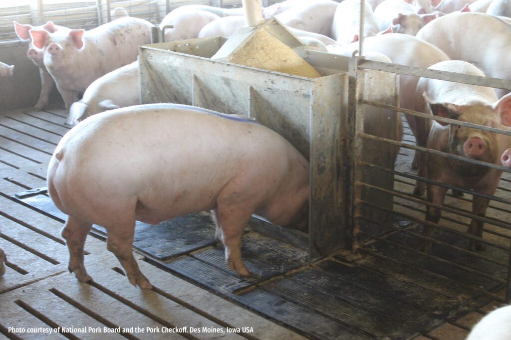 From curiosity to cornerstone: How the corn-soy diet transformed swine nutrition