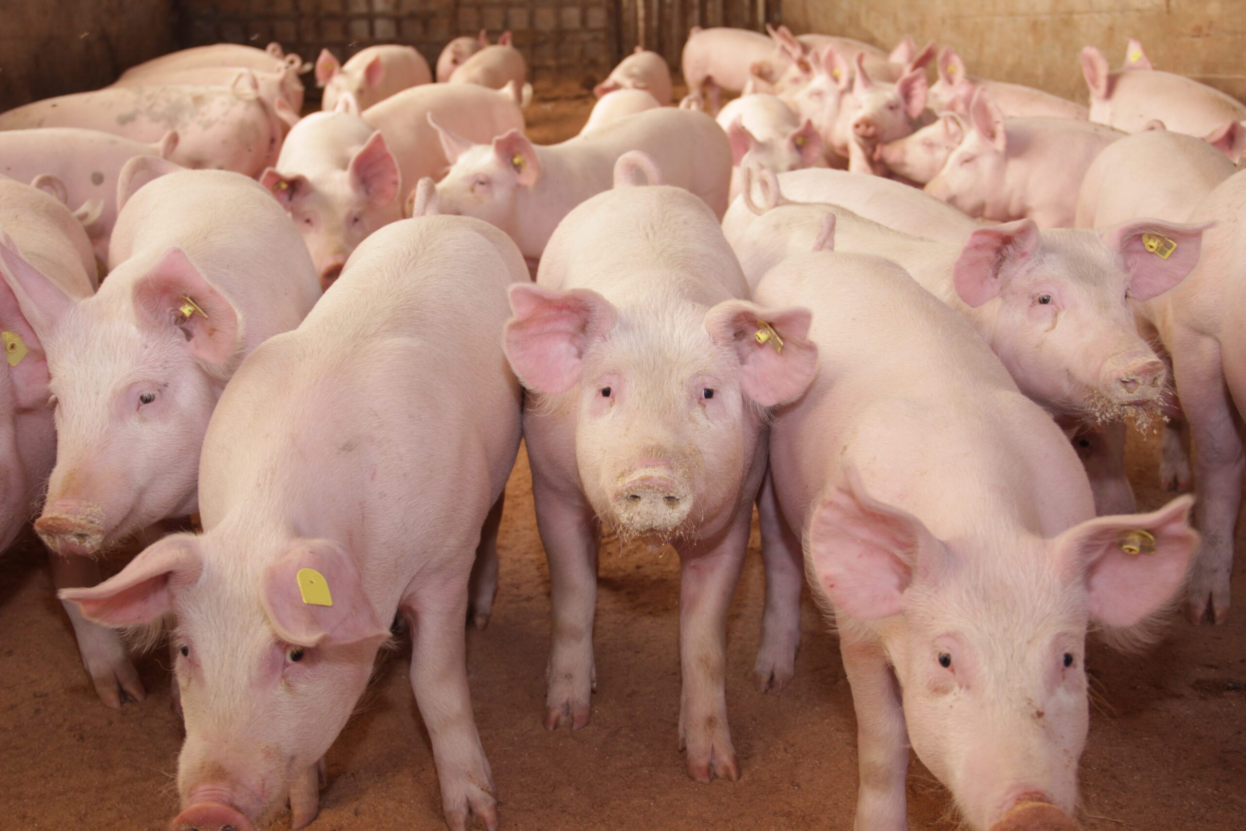 Do pigs have a requirement for dietary fiber?