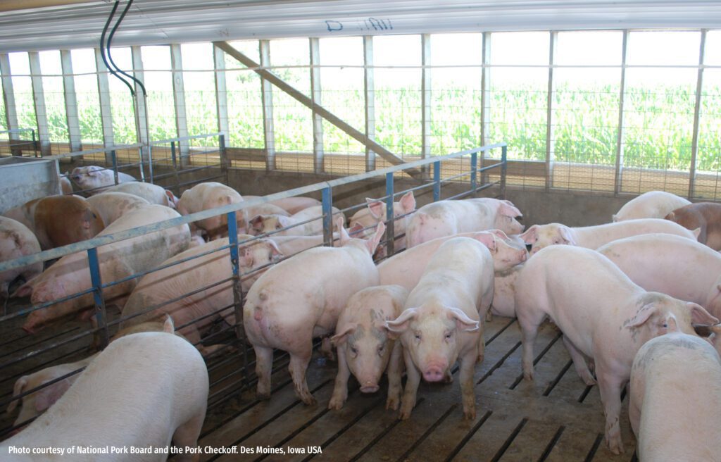 New Finding in Animal Growth: Dietary Soybean Meal Content is Important for Maximum Growth Expression by Pigs in the Commercial Environment