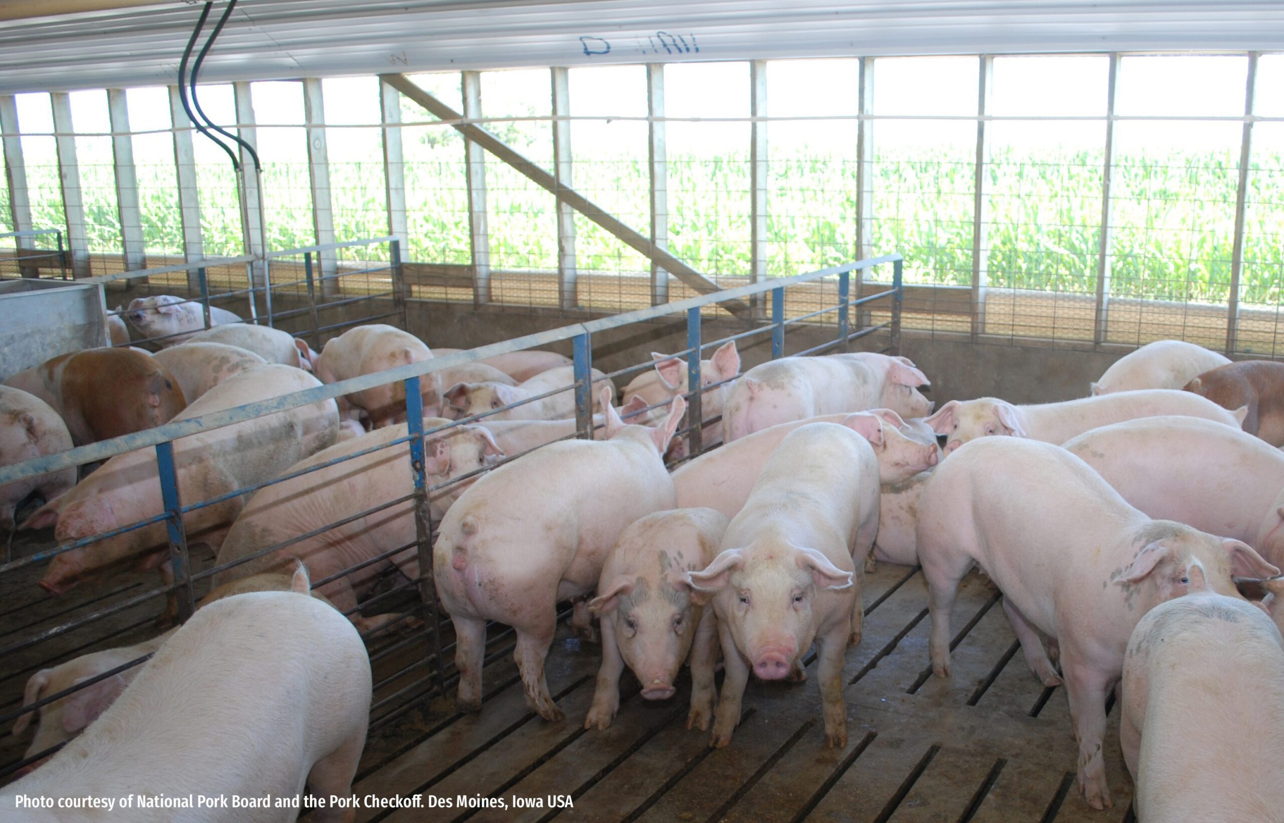 Determination of net energy and nitrogen balance in group-housed pigs fed diets containing varying levels of starch and fiber