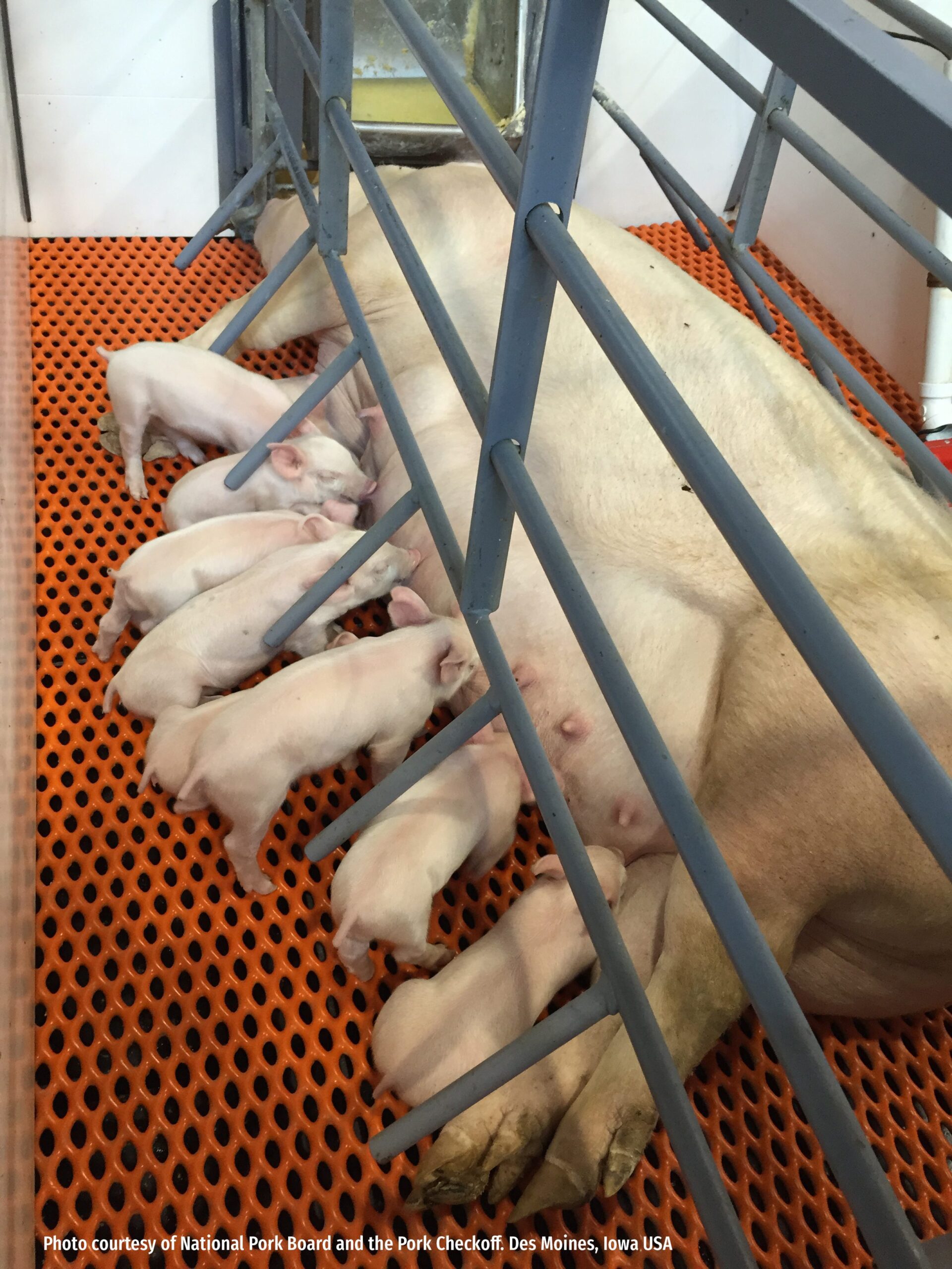 Insights on the fate of protein-bound and free amino acids and importance to protein metabolism in sows