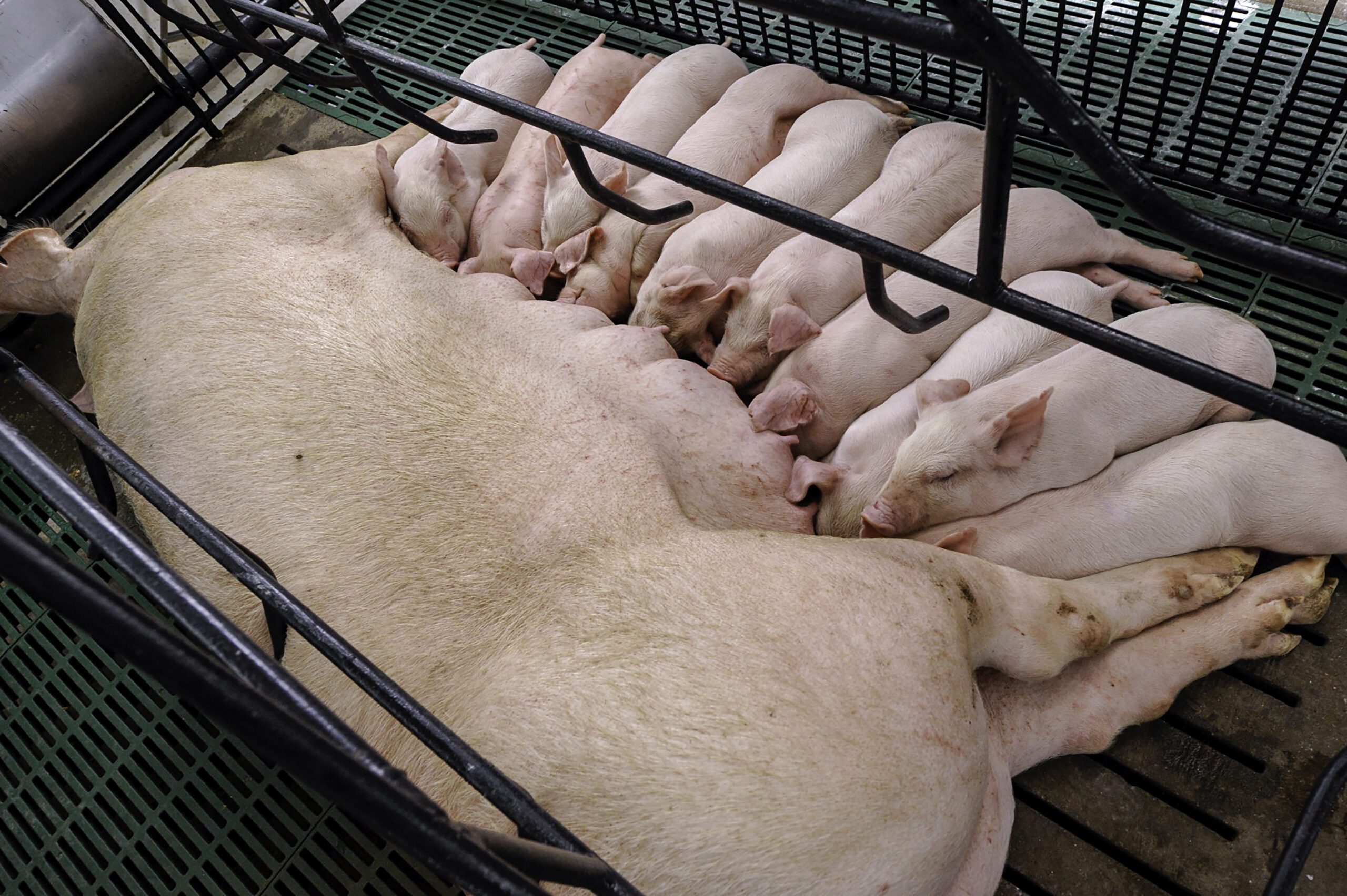 Improving sow longevity by slowing growth during gilt development through nutritional interventions