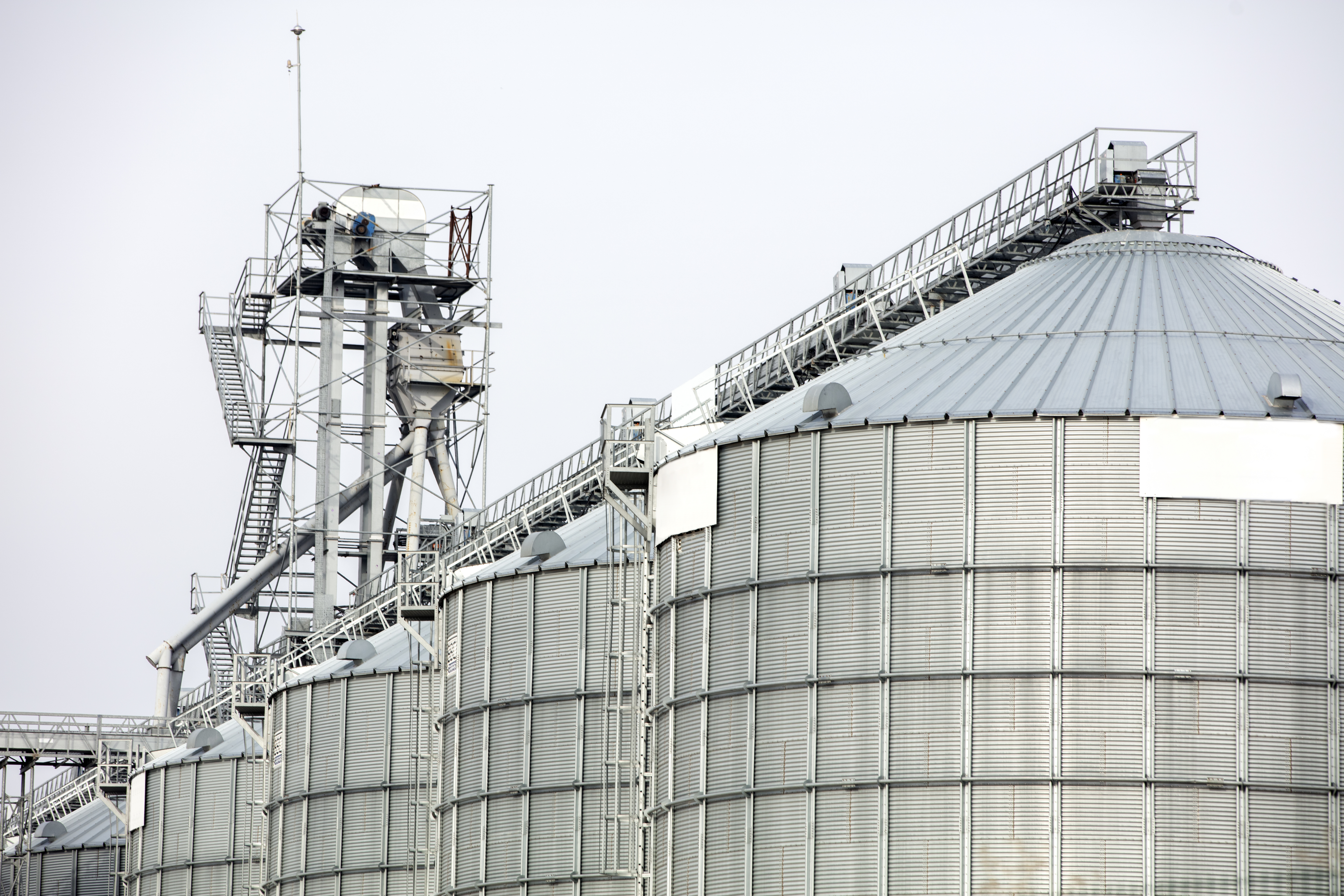 Exploration of the antinutrient variability of corn, wheat, and soybean meal