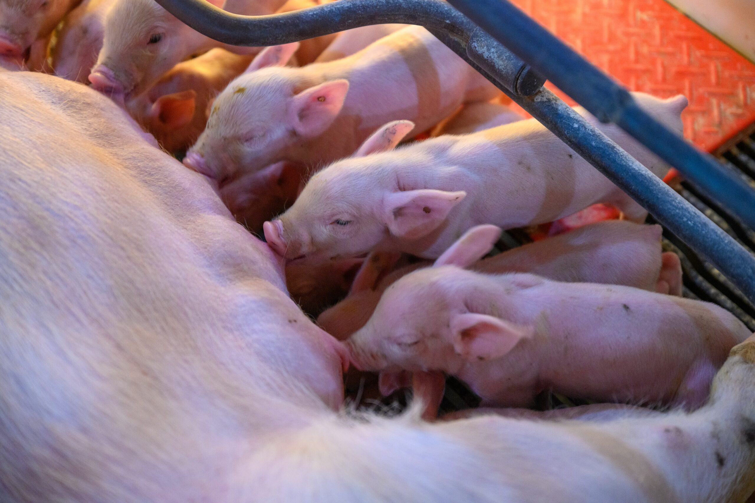 Determining the Dietary Standardized Ileal Digestible Lysine Level for Lactating Sows