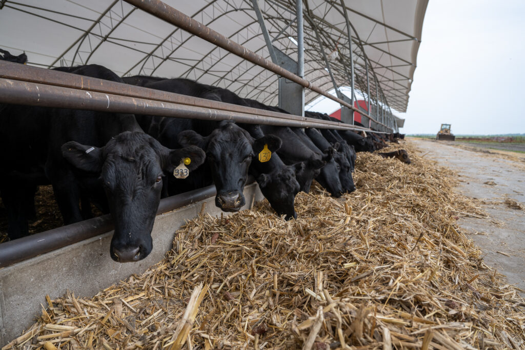 From Discount to Dominance: The Rise of Beef-on-Dairy