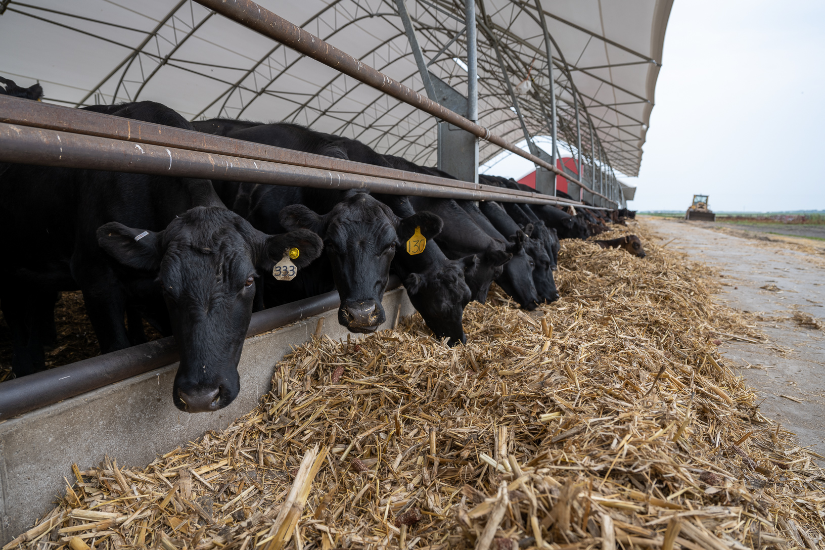 From Discount to Dominance: The Rise of Beef-on-Dairy