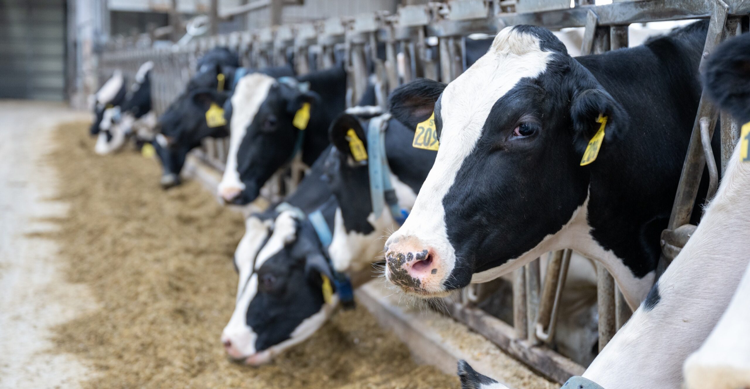 High-oleic rewards farmers