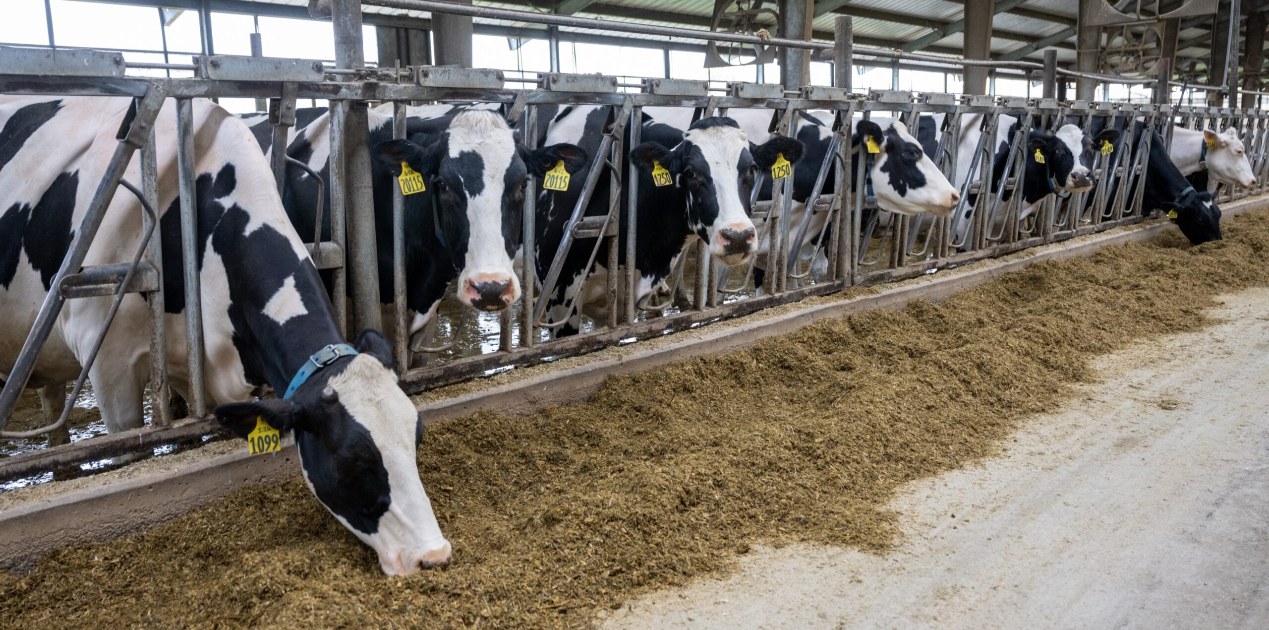 A once-in-a-generation discovery is transforming a Michigan dairy farm