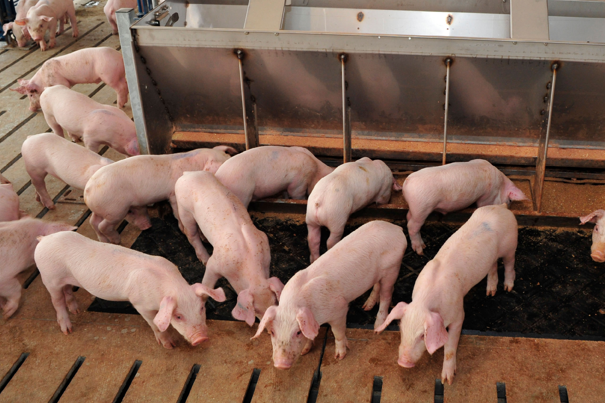 Effects of altering diet acid-binding capacity-4 (ABC-4) with specialty soy protein sources or acidifiers on nursery pig performance and fecal dry matter