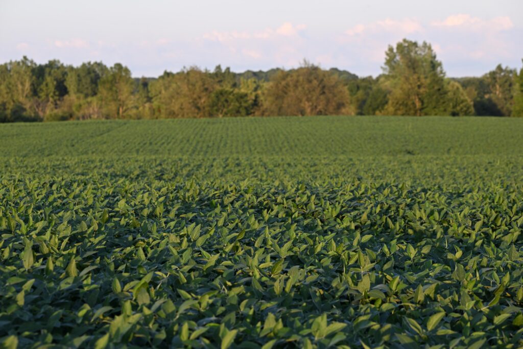Pioneer Plenish High Oleic Enlist E3 soybeans experience major acreage expansion