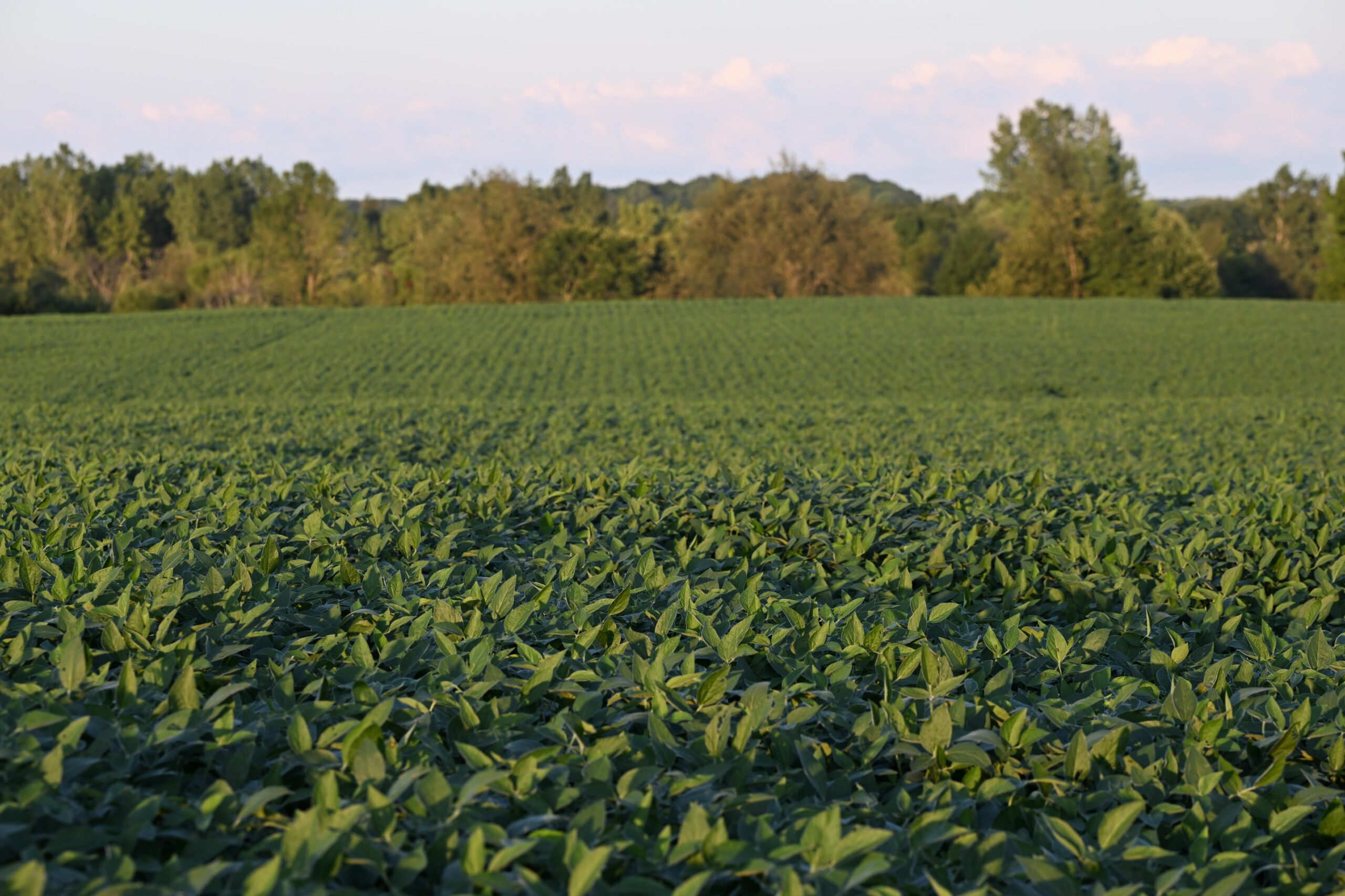 Pioneer Plenish High Oleic Enlist E3 soybeans experience major acreage expansion