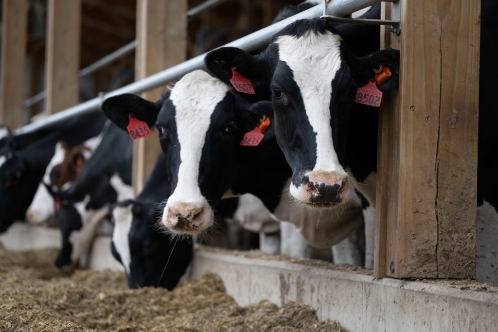 Considerations in feeding roasted high-oleic soybeans in automated milking systems