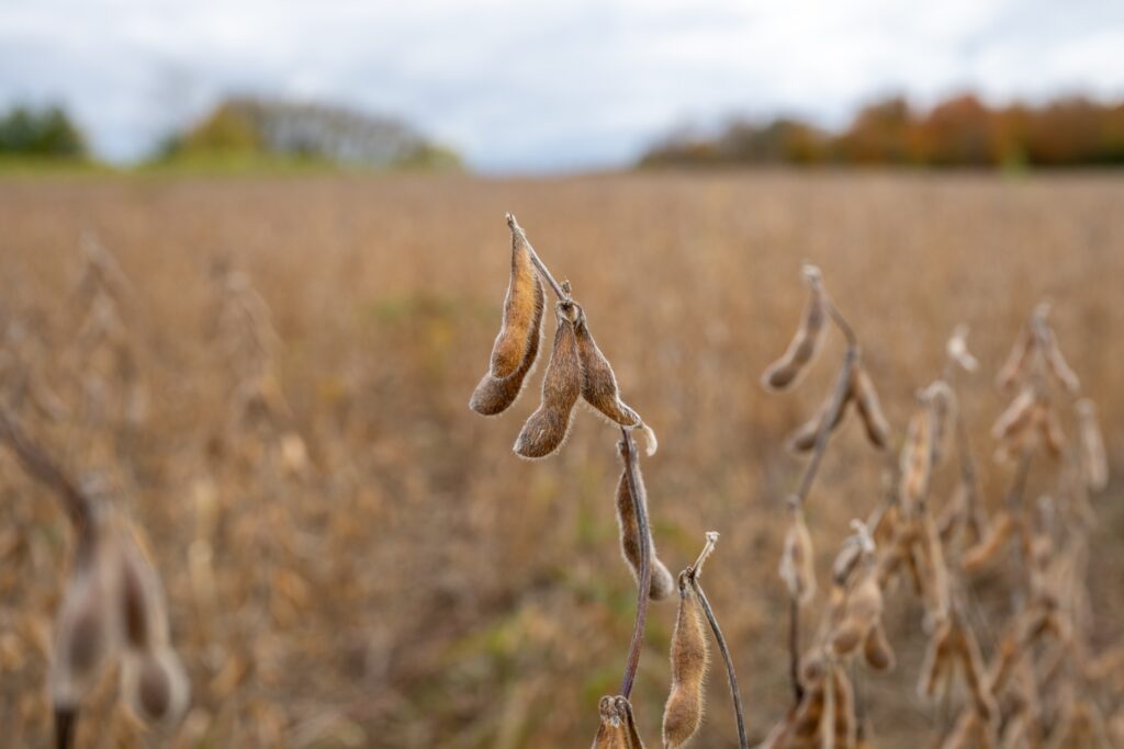 Domestic soy is shifting. Are producers capturing the value?