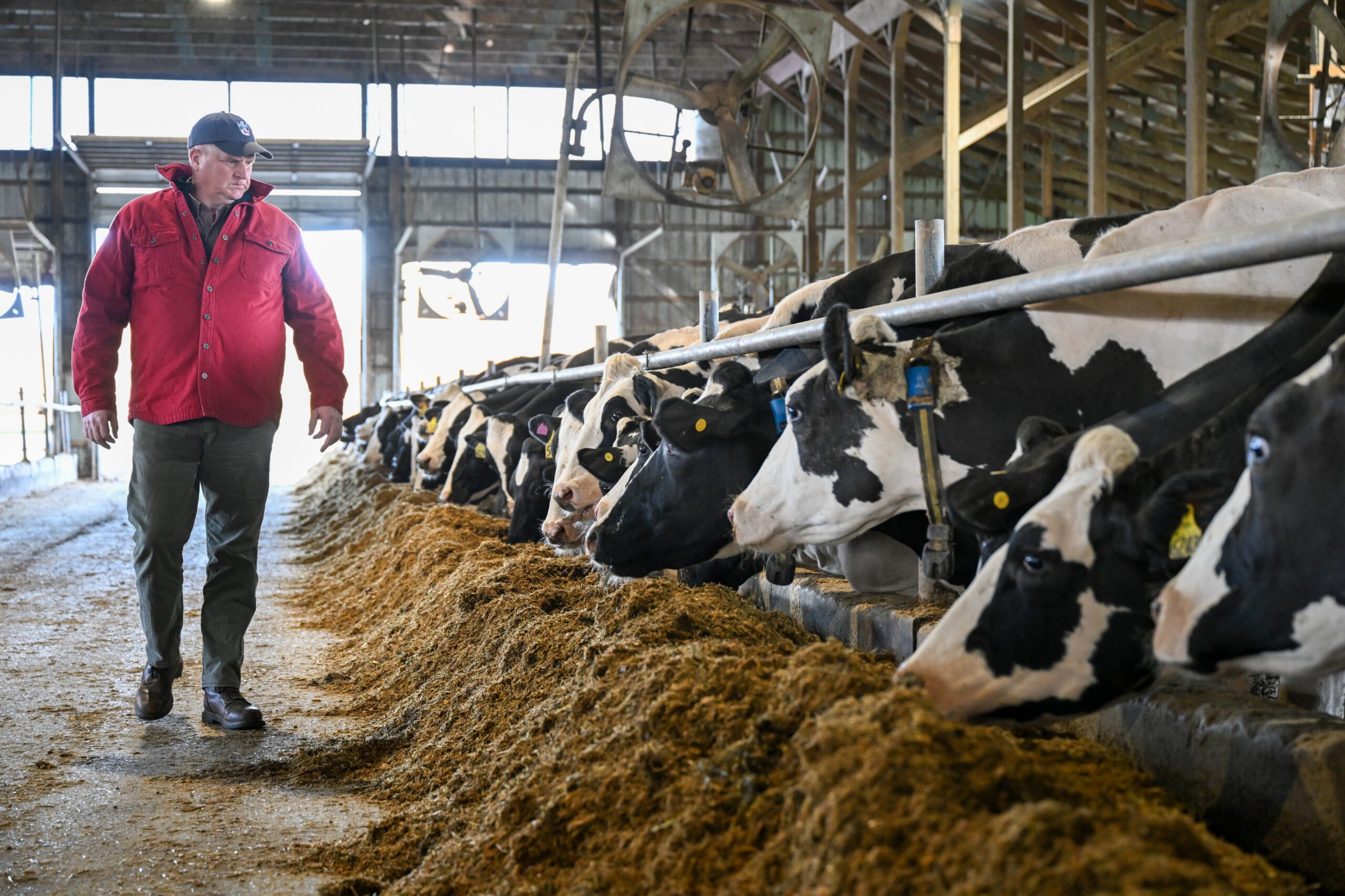 Half Full Dairy cows feeding