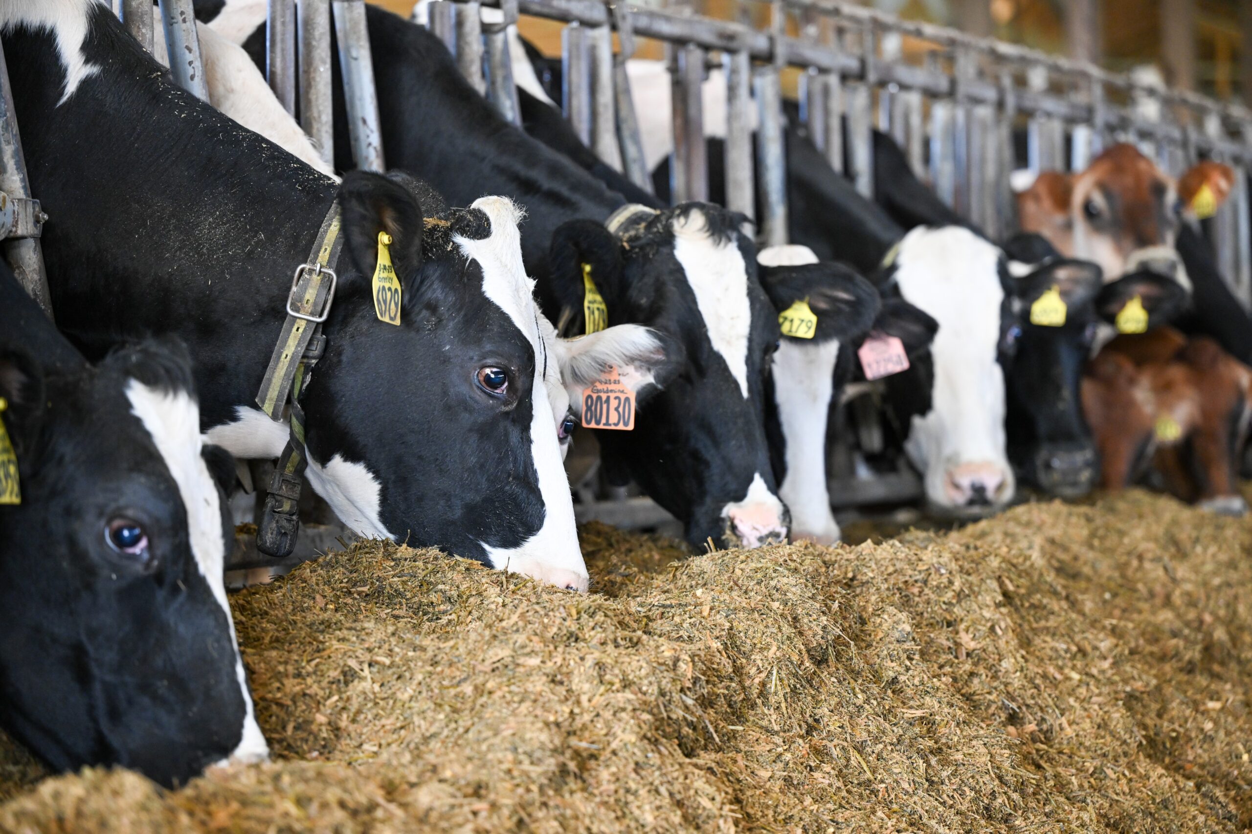 Finding dairy profitability through the feed budget