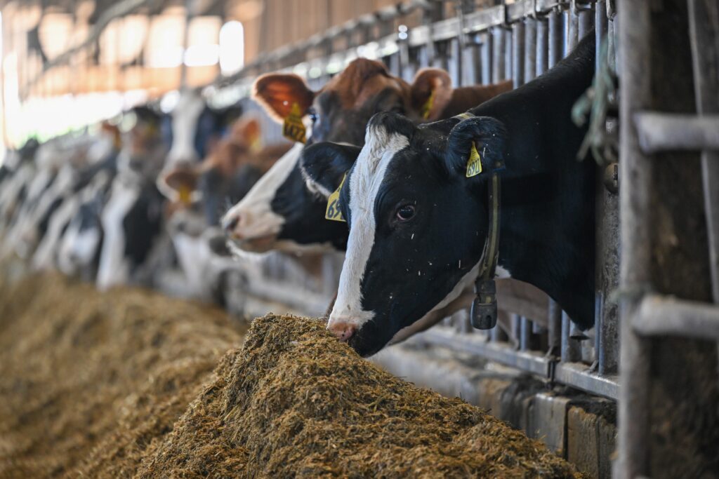 Soybeans staple nutrient source in dairy lactation diets