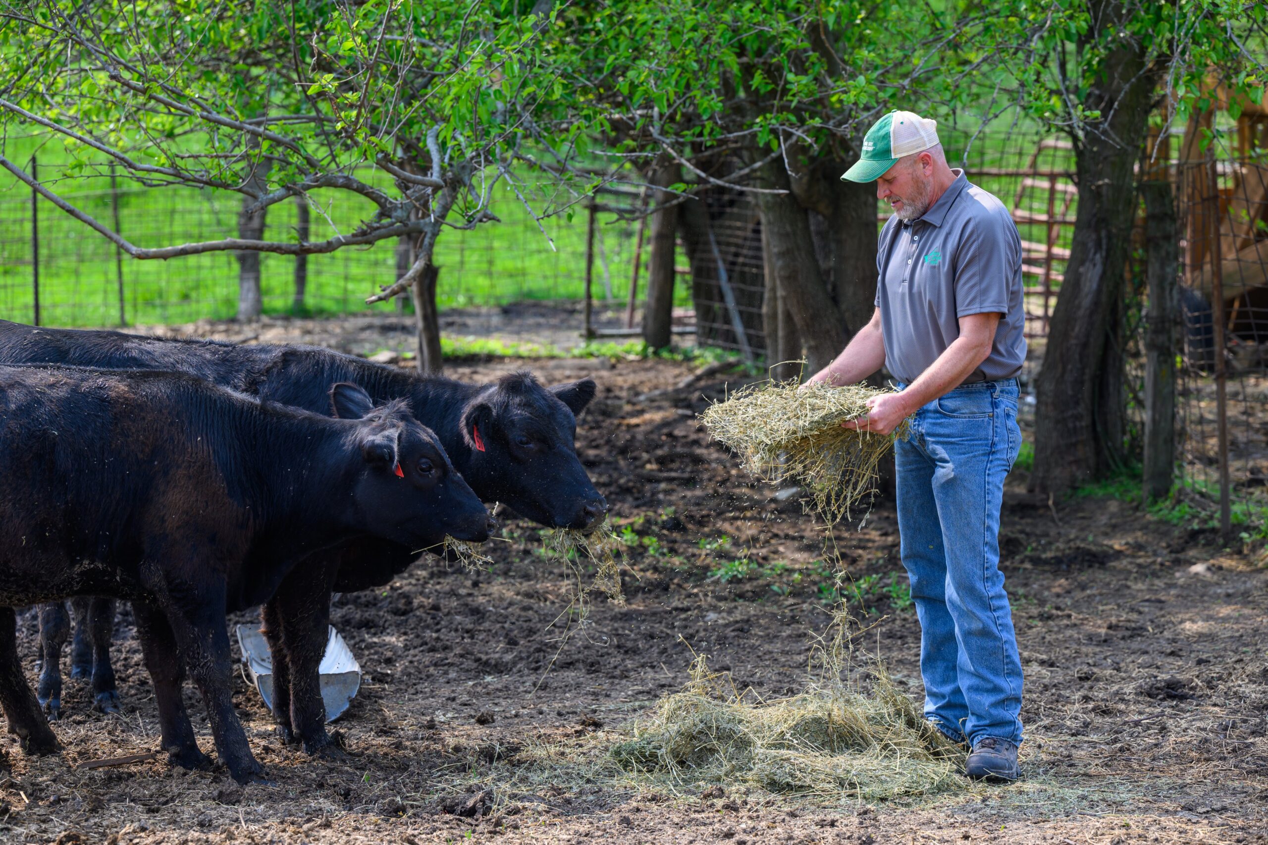 Wessel feeding hay to calves at his cow-calf operation