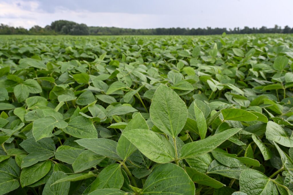 Beck’s Acquires SOYLEIC™ from Missouri Soybean Merchandising Council